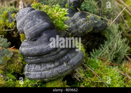 Fomes fomentarius tinder fungus, sabot champignon sur souche d'arbre Banque D'Images