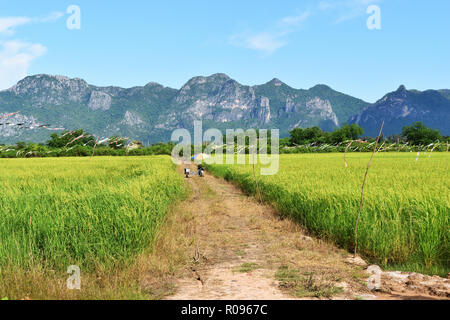 Grandes cultures de riz vert avec bande de graines , Drapeau kite dans la zone de recadrage avec vue sur la montagne et ciel bleu en arrière-plan, de l'Agriculture en Thailande Banque D'Images