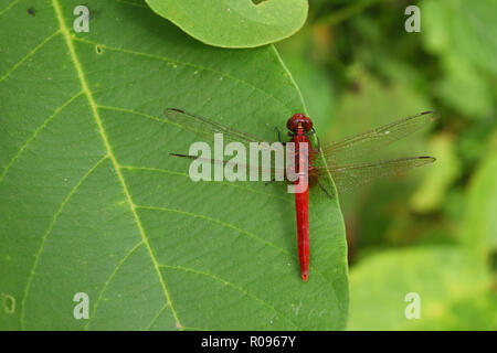Scarlet skimmer ou Crimson Red Dragonfly , vert sur fond vert naturel avec des feuilles Banque D'Images