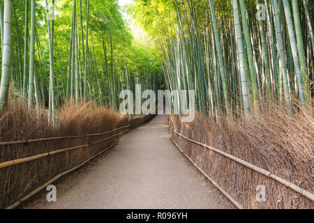 Japon voyage destination monument, forêt de bambous d'Arashiyama à Kyoto Banque D'Images