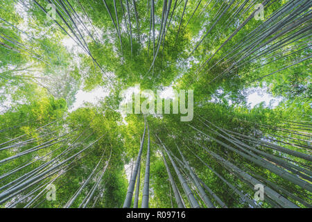 Bamboo grove à forêt de bambous d'Arashiyama à Kyoto, Japon Banque D'Images