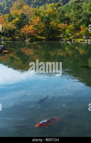 Forêt d'automne et de Koi crap de poissons dans un étang à Ginkaku-ji temple célèbre destination voyage à Kyoto, Japon Banque D'Images