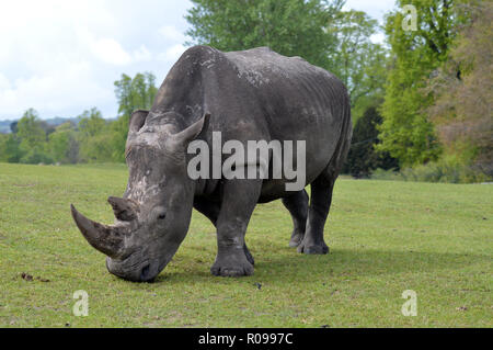 White Rhino adultes Banque D'Images