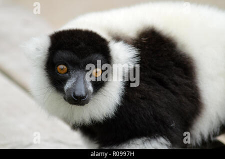 Portrait d'un lémurien noir et blanc Banque D'Images
