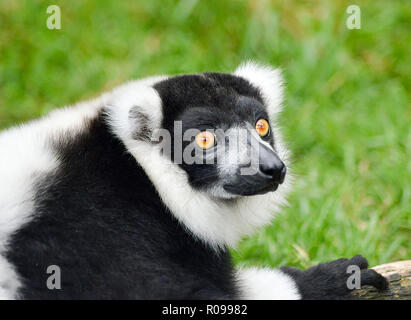 Noir et blanc La Gélinotte Lemur Banque D'Images