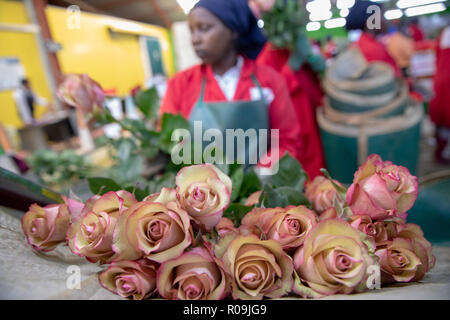 Naivasha, Kenya. 22 octobre, 2018. Un travailleur prend à roses une fleur ferme près de Lake Naivasha, à Naivasha, Kenya, le 22 octobre 2018. Les exportateurs de produits frais du Kenya ont hâte à la prochaine Expo International d'importation de la Chine (CIEE), notant qu'il serait de contribuer à la croissance de marché pour leurs produits. Credit : Zhang Yu/Xinhua/Alamy Live News Banque D'Images