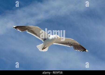 Seagull la chasse pour la nourriture Banque D'Images