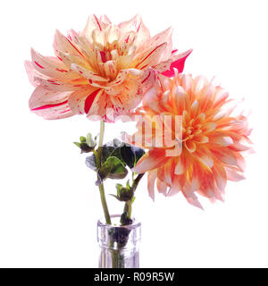 Orange multicolore, jaune, rouge et blanc dahlias. Les fleurs sur fond blanc. Banque D'Images