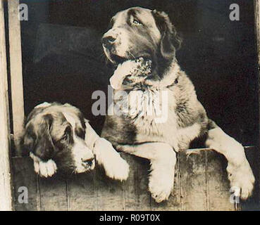 Vintage photo d'un chien Banque D'Images