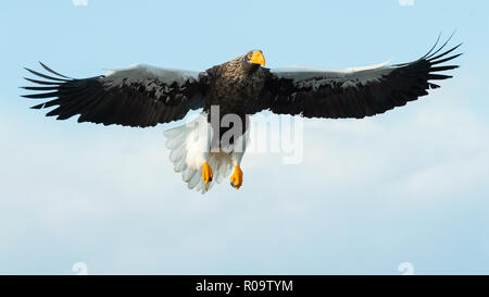 L'aigle de mer de Steller adultes en vol. Nom scientifique : Haliaeetus pelagicus. Ciel bleu de l'océan et l'arrière-plan. Banque D'Images