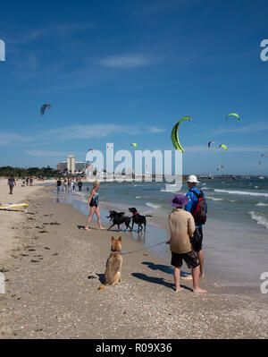 Les personnes avec des chiens et kite surfeurs sur la plage, Melbourne, Victoria, Australie Banque D'Images