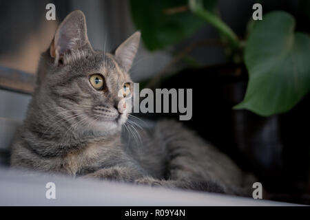 Jeune chat gris portant sur fenêtre blanche avec plante dans l'arrière-plan. Banque D'Images