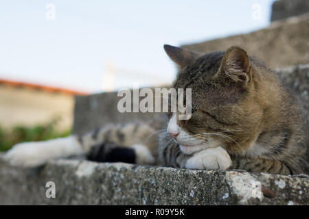 Big tiger brown cat portant sur des escaliers Banque D'Images