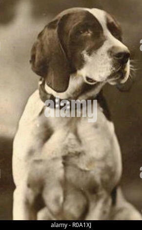 Vintage photo d'un chien Banque D'Images