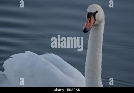 Close up d'un cygne (Cygnini) sur un lac Banque D'Images