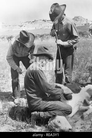 Cowboys Branding un veau, quart de cercle U Roundup, Montana, USA, Arthur Rothstein, Farm Security Administration, juin 1939 Banque D'Images