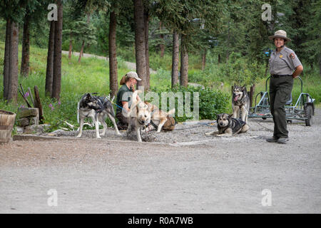 30 juillet 2018 - L'ALASKA, Denali National Park Service : rangers donner une démonstration de chiens de traîneau avec Huskies d'Alaska Banque D'Images