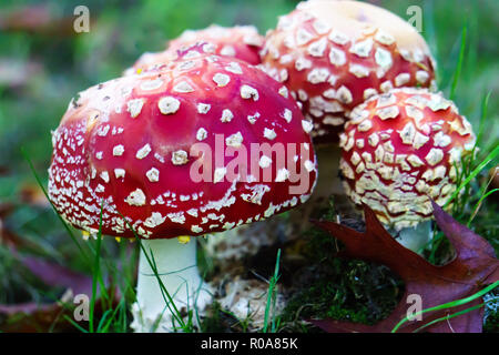 Agaric fly rouge vif des champignons vénéneux dans la nature. Banque D'Images