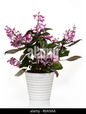 'Cape Angels', Novemberljus spurflower décora (Plectranthus oertendahlii) Banque D'Images