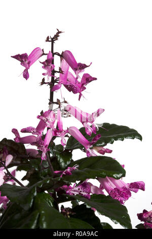 'Cape Angels', Novemberljus spurflower décora (Plectranthus oertendahlii) Banque D'Images