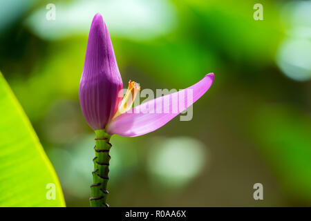 Musa sapientum bananier fleur, Guadeloupe, French West Indies. Banque D'Images