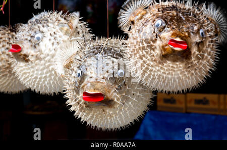 Vente de poisson ballon taxidermiques dans une station unique en Thaïlande. Banque D'Images