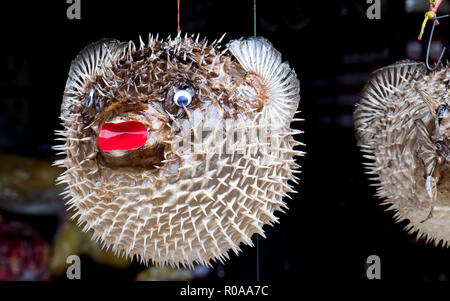 Vente de poisson ballon taxidermiques dans une station unique en Thaïlande. Banque D'Images