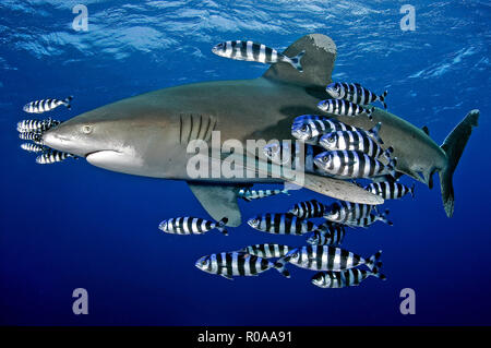 Requin océanique (Carcharhinus longimanus) avec pilofishes (Naucrates ductor), Brother Islands, Egypte Banque D'Images