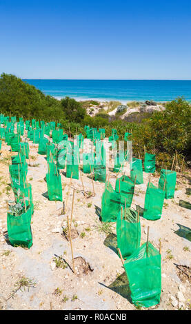 De nouvelles plantes indigènes avec des protecteurs des semis plantés dans une dune de sable de conservation à Cottesloe Beach, Banque D'Images