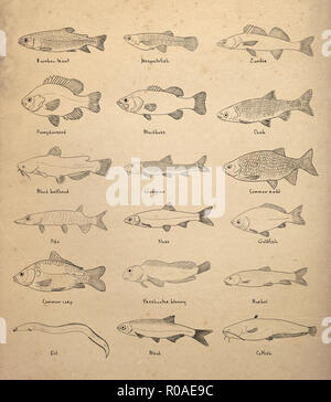 Illustration numérique de poissons de rivière Banque D'Images