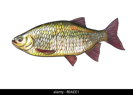 Illustration numérique de poissons d'eau douce, rudd commun Banque D'Images