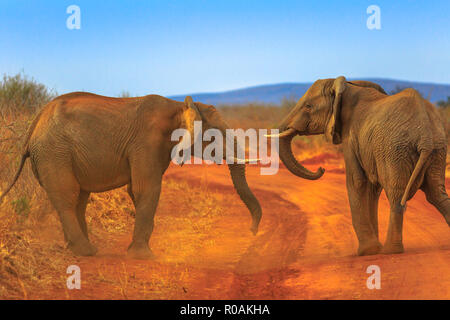 Deux éléphants adultes, Loxdonta Africana, en face de l'autre, le sable rouge. Safari Safari à Madikwe, Afrique du Sud, près de Botswana et désert du Kalahari. L'éléphant africain fait partie des Big Five. Banque D'Images