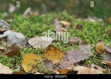 L'automne les feuilles tombées sur macro mousse Banque D'Images