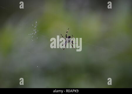 Orb Spider Tissage Jardin Banque D'Images