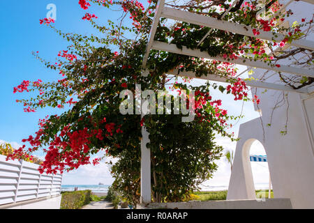 Belle pergola et le chemin menant à la plage à Larnaca. Journée ensoleillée en janvier. Vacances dans les destinations chaudes Banque D'Images