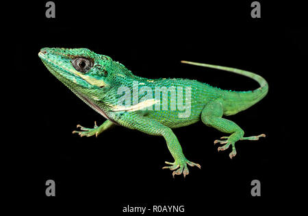 Anolis equestris anole Chevalier / Banque D'Images
