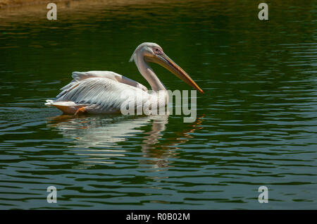 Pelecanus erythrorhynchos pélican blanc sur vert d'eau Banque D'Images