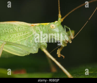 Close up de chêne femelle Meconema thalassinum Bush Cricket (lissage) elle-même. Tipperary, Irlande Banque D'Images