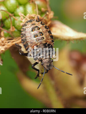 Forest Shieldbug dernier stade nymphe (Pentatoma rufipes) sur ronce. Tipperary, Irlande Banque D'Images