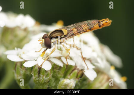 Homme Sphaerophoria scripta Hoverfly perché sur umbellifer fleurs. Tipperary, Irlande Banque D'Images