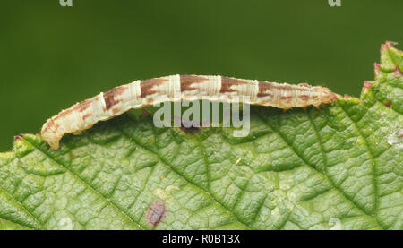 V-Pug moth caterpillar (Chloroclystis v-ata) ramper sur le bord des feuilles de mûre. Tipperary, Irlande Banque D'Images