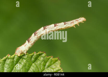 V-Pug moth caterpillar (Chloroclystis v-ata) sur bramble feuille. Tipperary, Irlande Banque D'Images