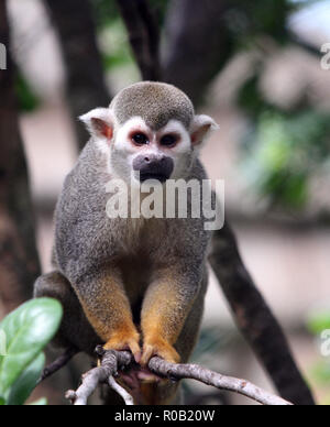 Un singe-écureuil escalade un arbre Banque D'Images