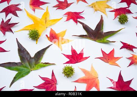 Feuilles d'automne sur fond blanc Banque D'Images