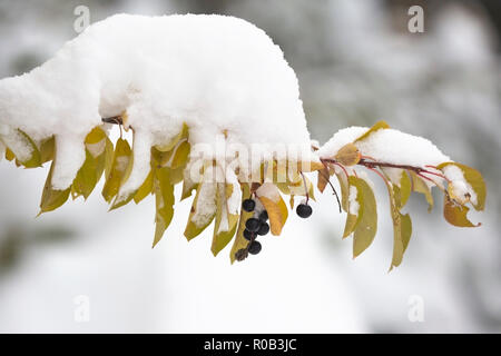 Les feuilles de cerisier du starter (Prunus virginiana) de couleur automnale recouvertes de neige après le début de la chute de neige au début d'octobre à Calgary, au Canada. Banque D'Images