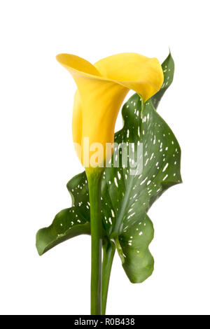 Fleurs Calla jaune isolé sur fond blanc Banque D'Images