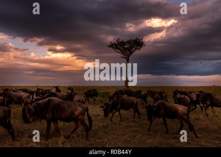 Cette image de gnous est prise à Masai Mara au Kenya, Banque D'Images