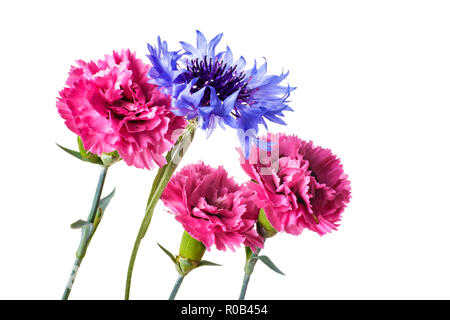 Bouquet de fleurs jardin rose et bleu isolé sur fond blanc Banque D'Images
