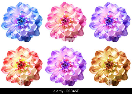 Six Excellentes fleurs de dahlia dans différentes nuances de couleurs isolé sur fond blanc Banque D'Images