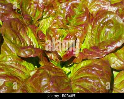 Close up of lettuce growing in a garden à Cardiff, Pays de Galles, Royaume-Uni Banque D'Images